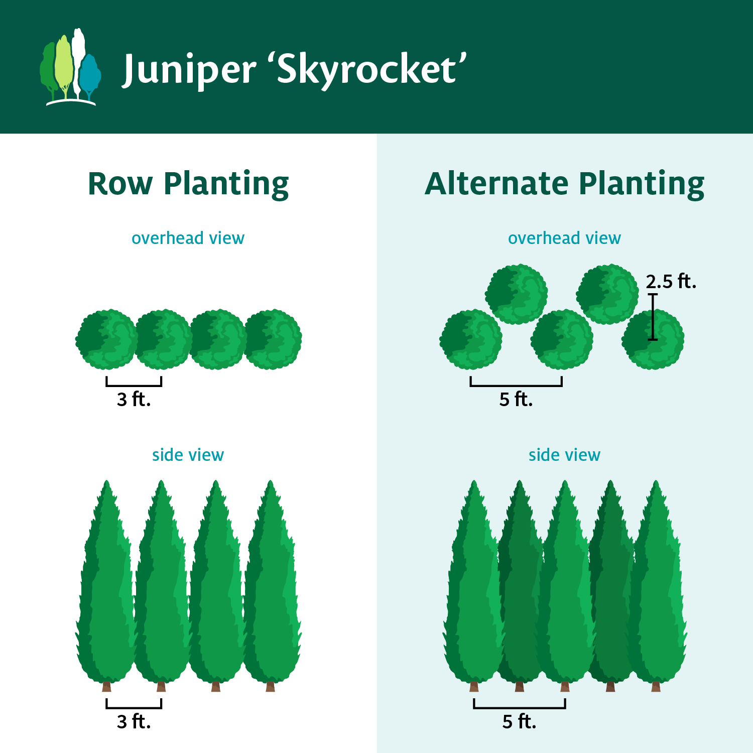 Skyrocket Juniper