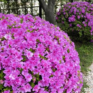 national PLANT NETWORK 2.5 qt. Azalea Poukhanense Compacta Flowering Shrub with Magenta Blooms HD7022