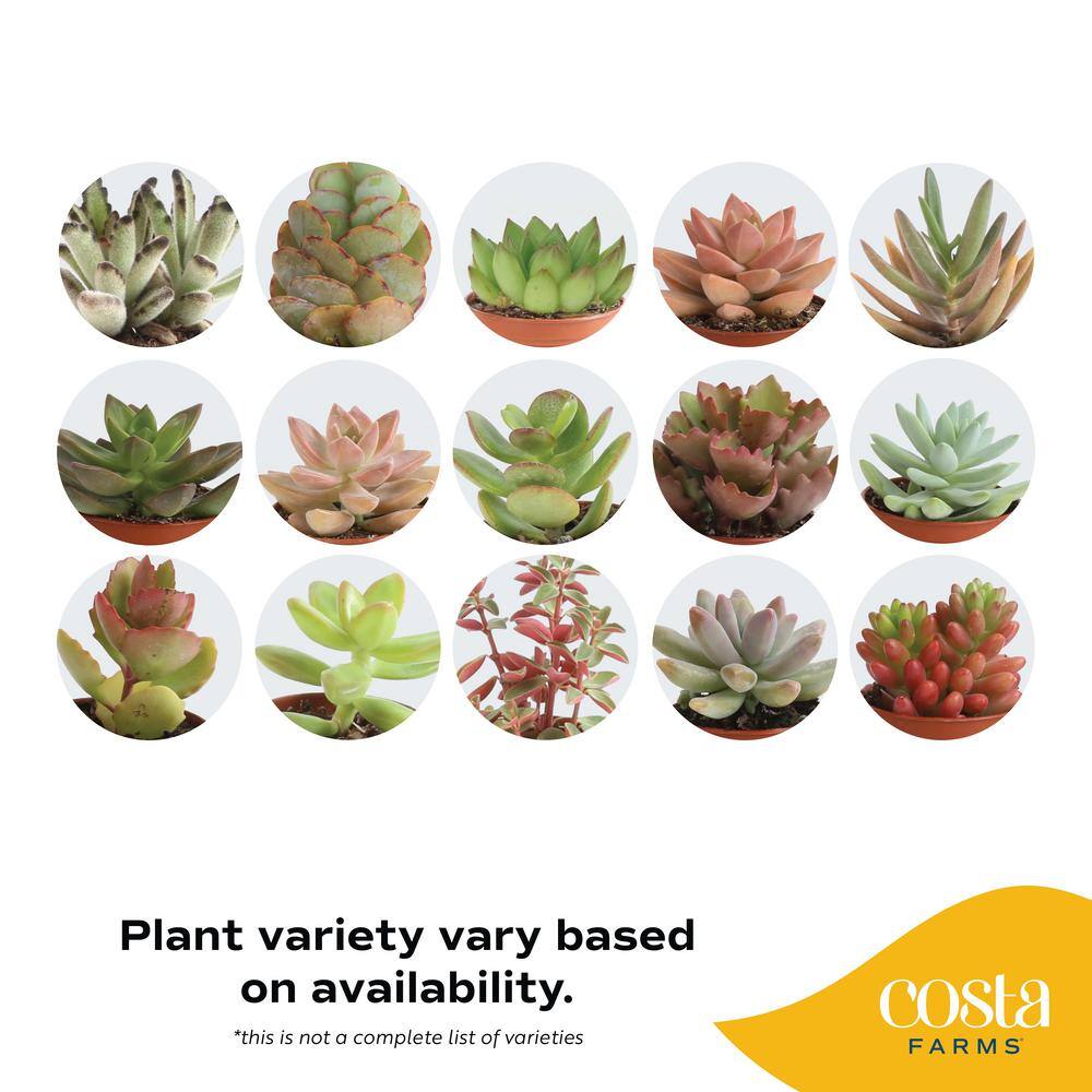 Costa Farms 2 in. Mini Succulent Plants in Grower's Pot 50-Pack P-SUC-G-POT-50