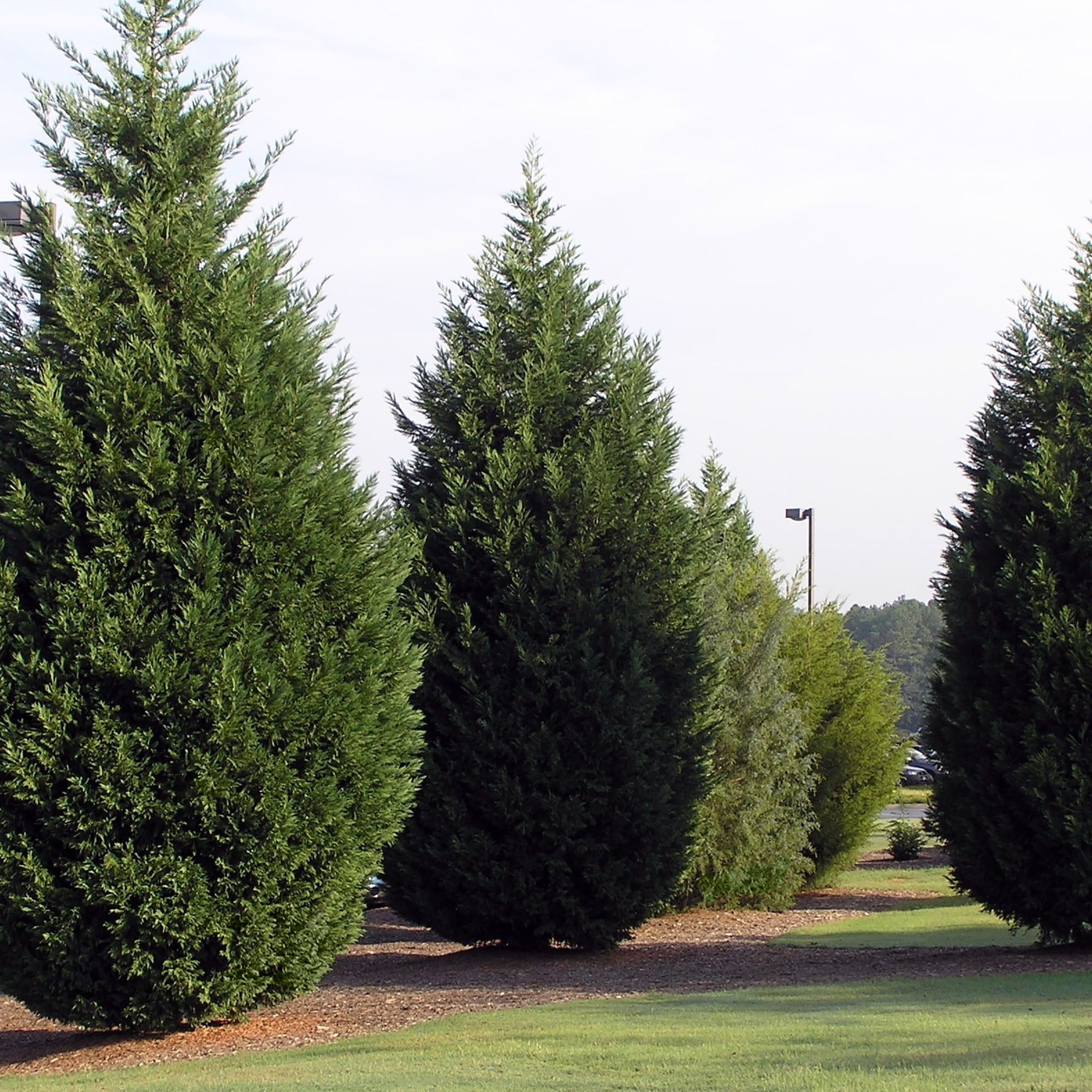 Leyland Cypress Live Shrub (2.25 Gallon)