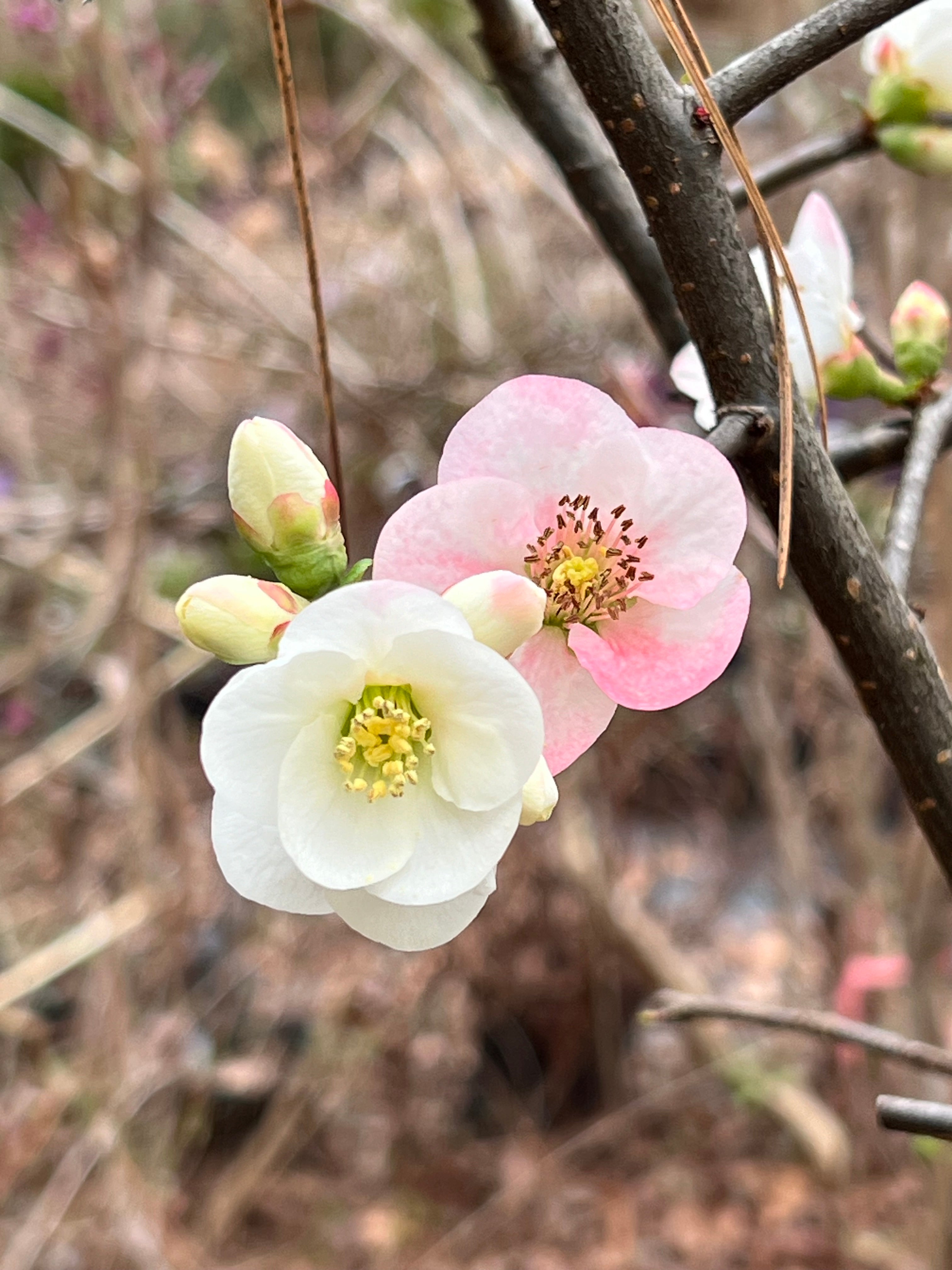 Toyo-Nishiki Flowering Quince