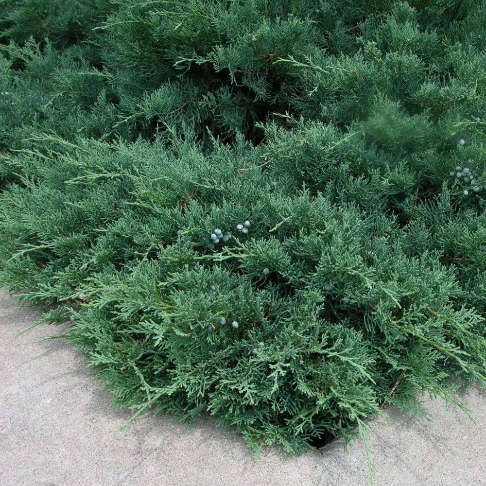 national PLANT NETWORK 2.25 Gal. Green Sargent Juniper Plant HD7485