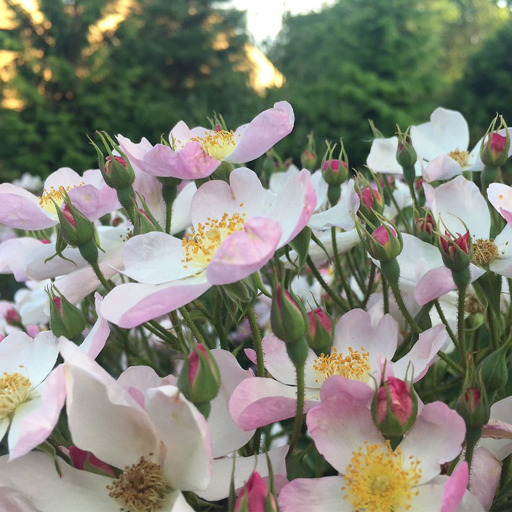 Heirloom Roses Live White Rose - Lyda Rose™ Shrub Rose Bushes - Live Plant