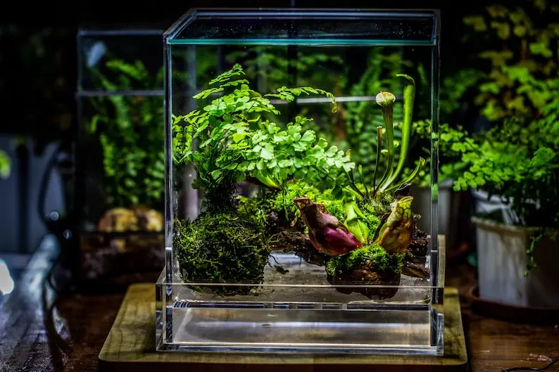 plant terrariums for kids live plants for terrariums decorations Glass For Restaurant