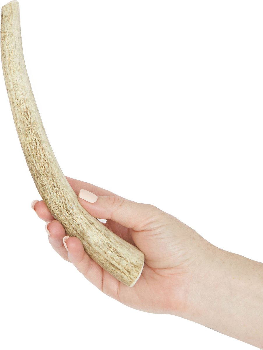 Prairie Dog Whole Elk Antler Dog Chews， 8 - 9.5 in