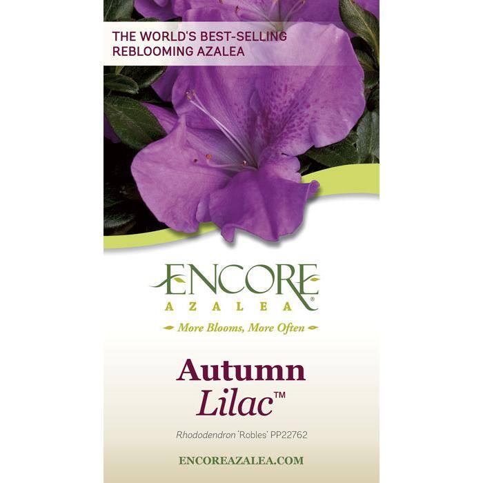 ENCORE AZALEA 1 Gal. Autumn Lilac Encore Azalea Shrub with Lavender Purple Reblooming Flowers 80331