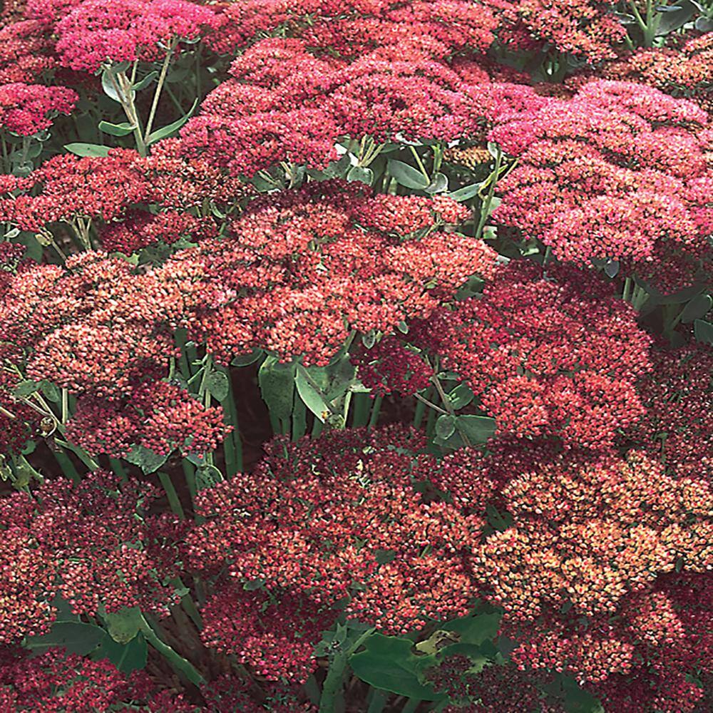 METROLINA GREENHOUSES 2.5 Qt. Autumn Joy Green and Pink Sedum Plant 2670