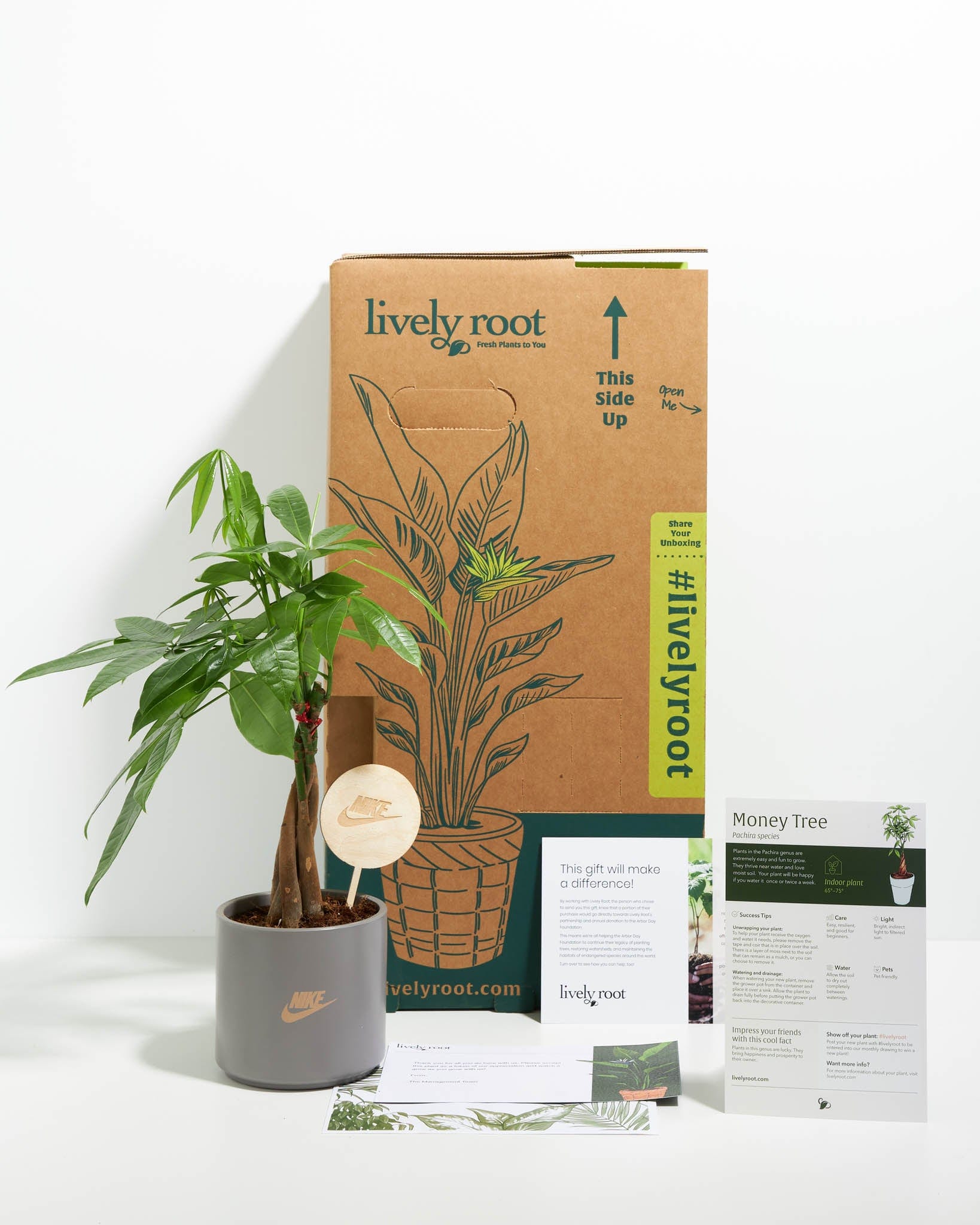 Lively Root Money Tree Kit