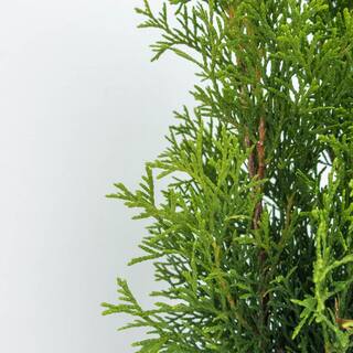 Spring Hill Nurseries Emerald Green Upright Arborvitae Potted Evergreen Shrub Hedge Kit 1 ft. to 2 ft. Tall (10-Pack) 94127