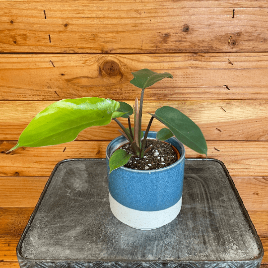 Philodendron Jungle Fever， 4