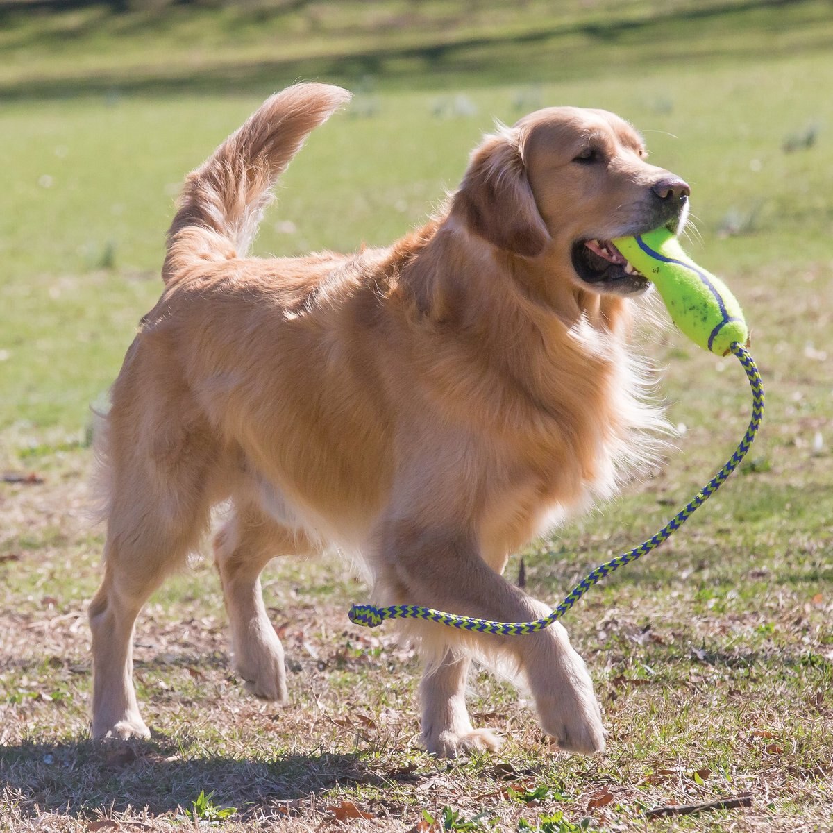 KONG AirDog Squeaker Stick Dog Toy