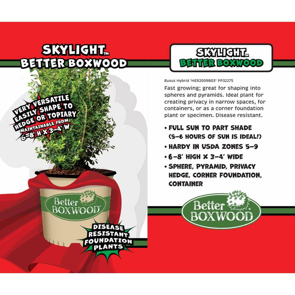 BETTER BOXWOOD 3 Gal. Skylight Boxwood Shrub 18195