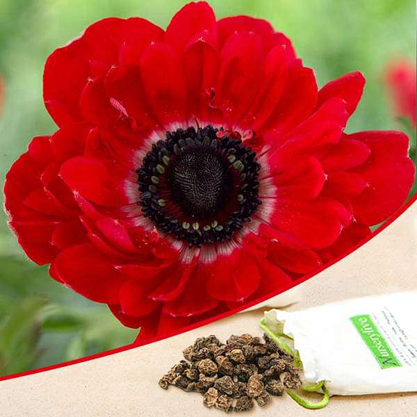 Anemone The Governor (Red) - Bulbs (set of 5)