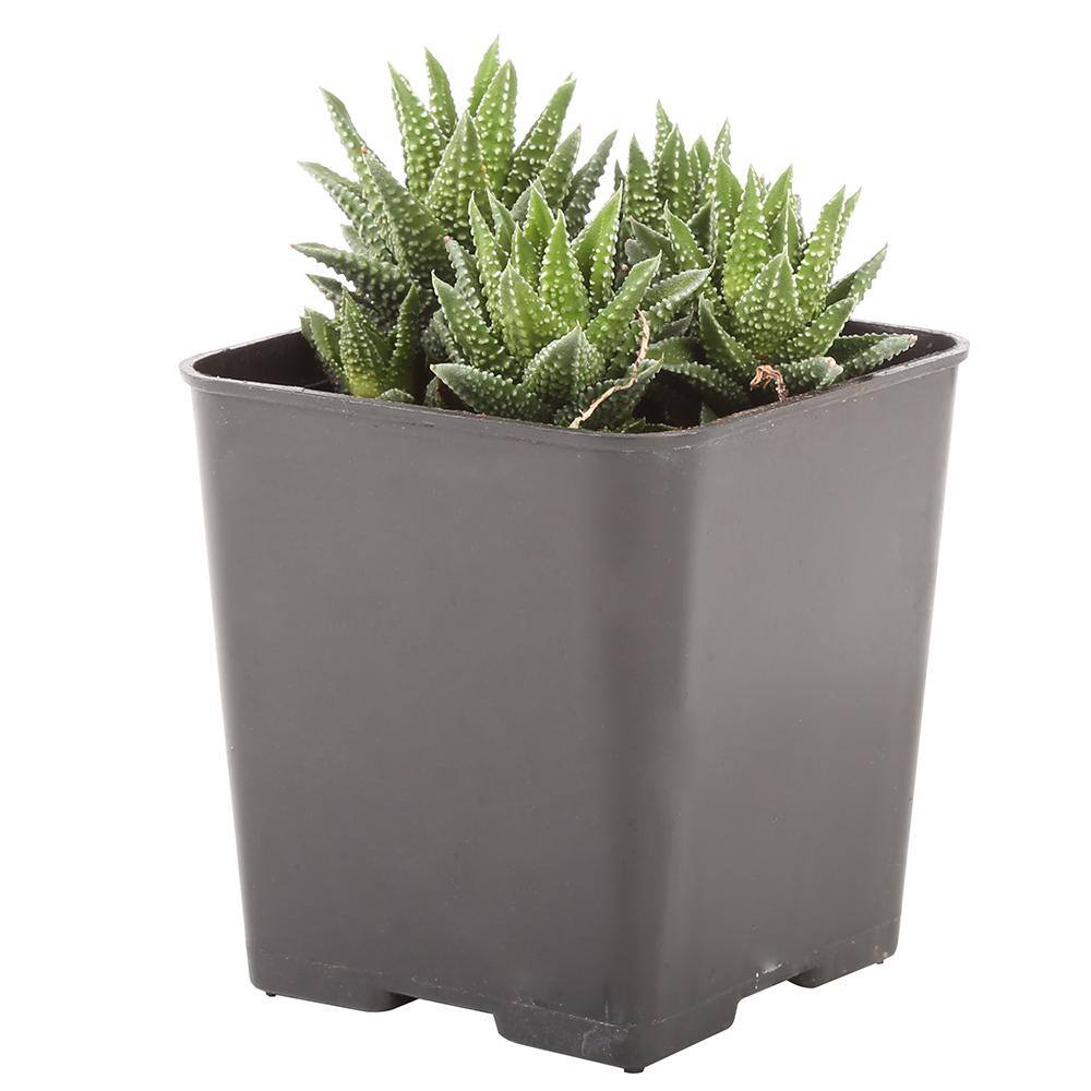 Costa Farms Small Assorted Haworthia Succulents in 2.5 in. Grower Pot， Avg. Shipping Height 3 in. Tall (4-Pack) 2SUCCHAWGROW4PK