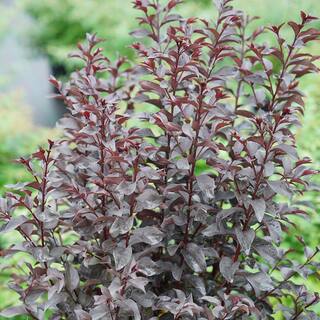 PROVEN WINNERS 2 Gal. Center Stage Red Crape Myrtle Tree with Bright Red Flowers 16887