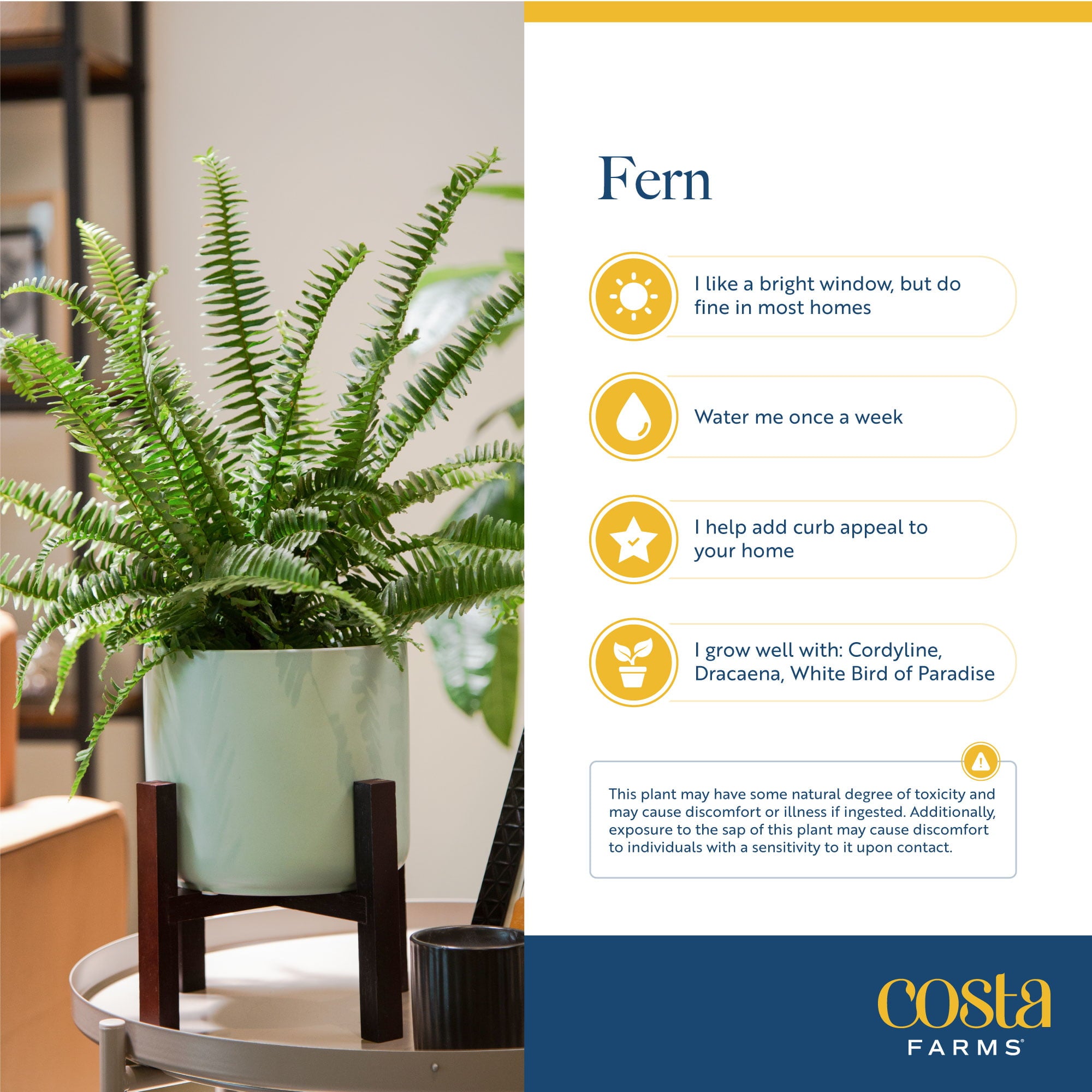 Costa Farms  Live Indoor 15in. Tall Green Bird's Nest Fern Macramé; Bright， Indirect Sunlight Plant in 6in. Décor Pot