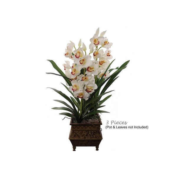 30 Cymbidium Orchid White