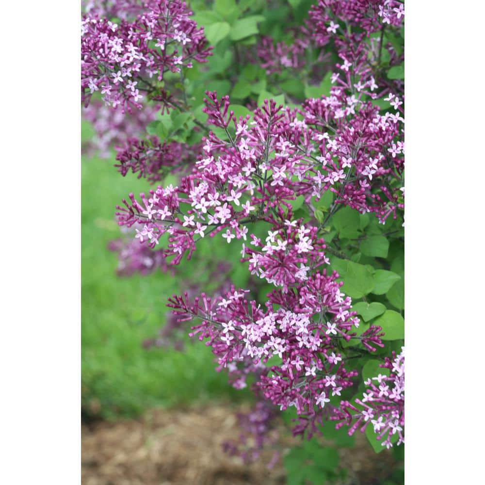 PROVEN WINNERS 2 Gal. Bloomerang Dark Purple Reblooming Lilac (Syringa) Live Shrub with Deep Purple Flowers PWSPA2BLM1PK