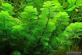 Cabomba Caroliniana Bunch Live Aquarium Plants BUY2 GET1 FREE