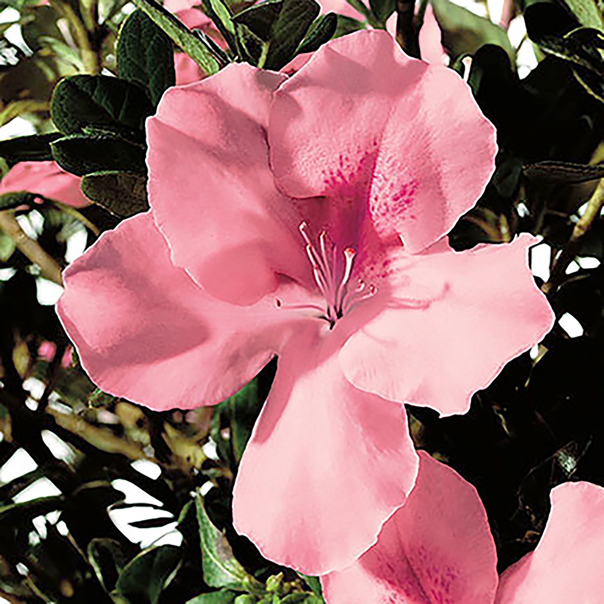 Encore Azalea Autumn Debutante Live Shrubs