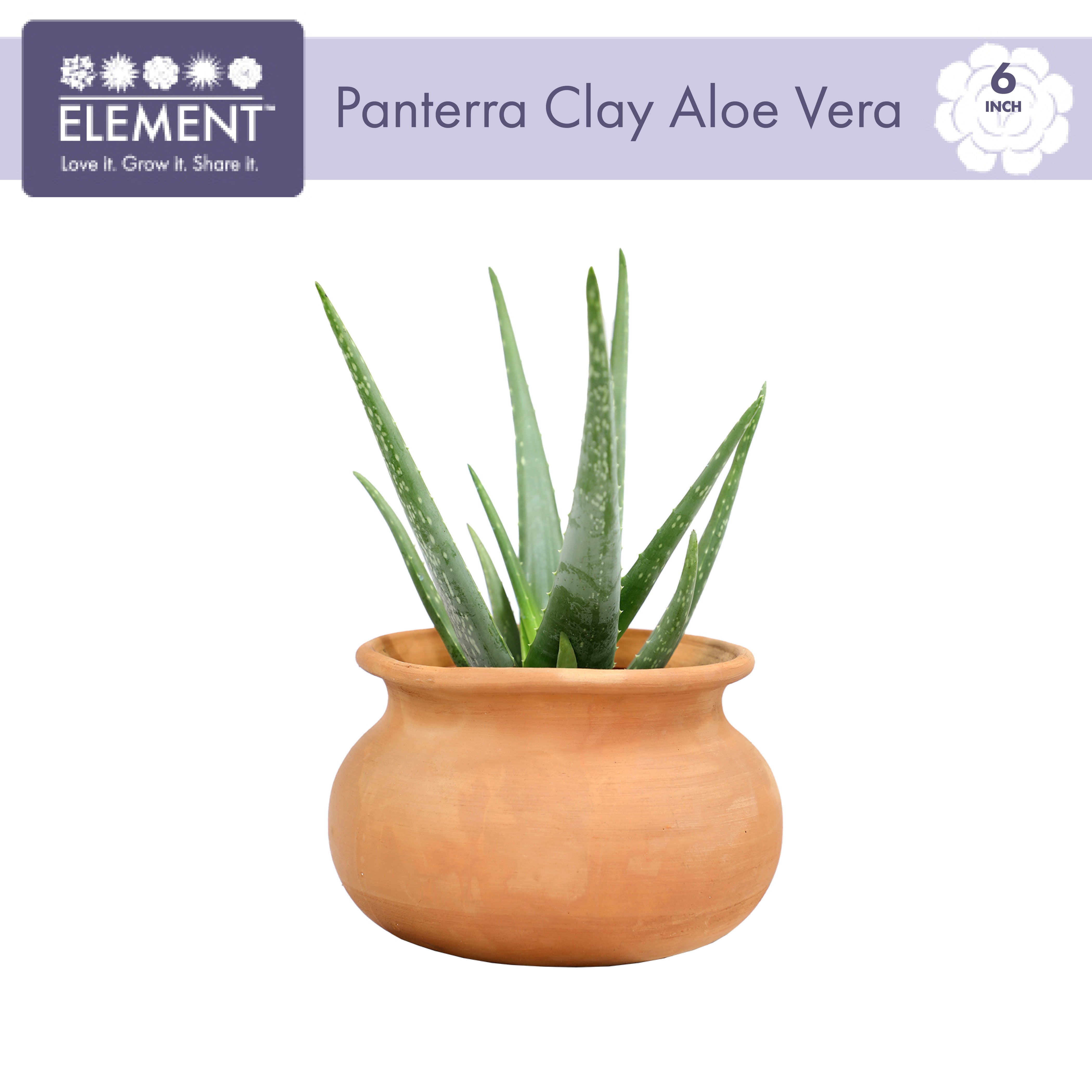 Element by Altman Plants Aloe Vera Succulent ， Live Indoor House Plant with Grower Pot， 6 Inch