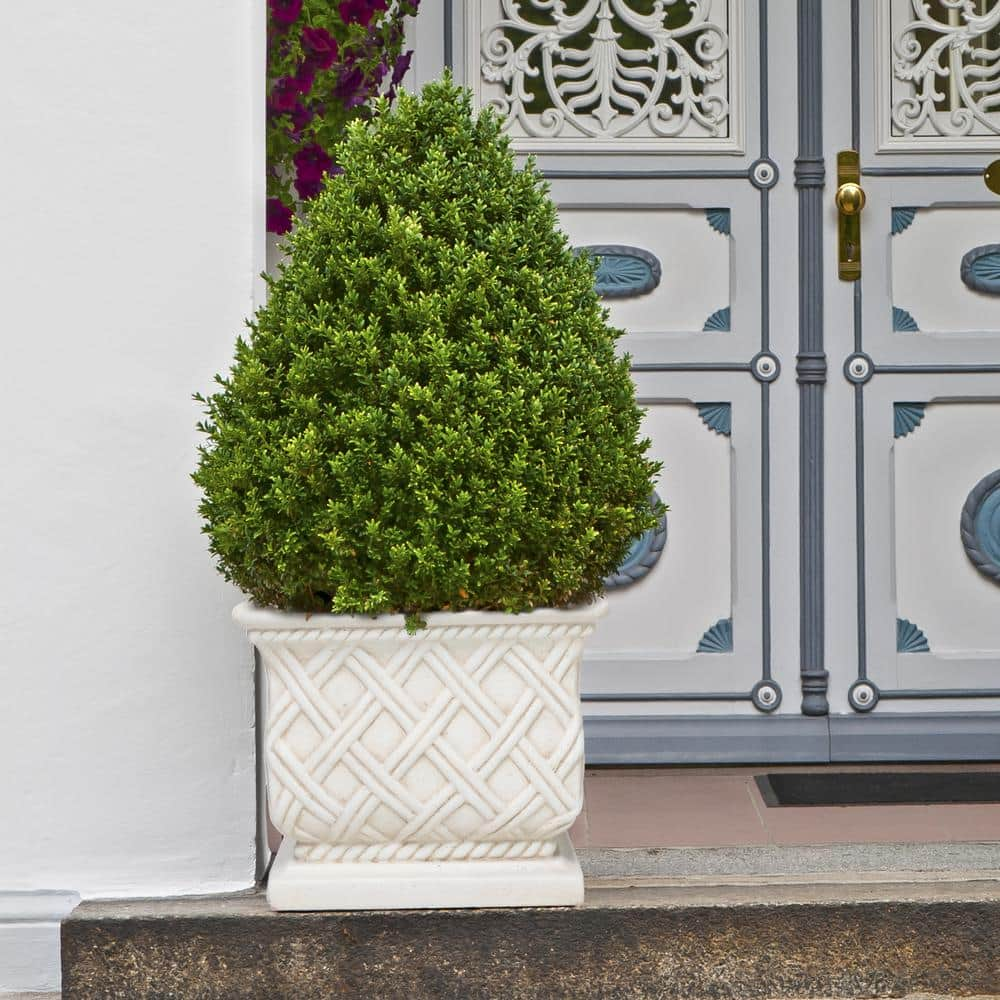 MPG 17.75 in. Aged White Cast Stone Square Lattice Planter PS5930AW