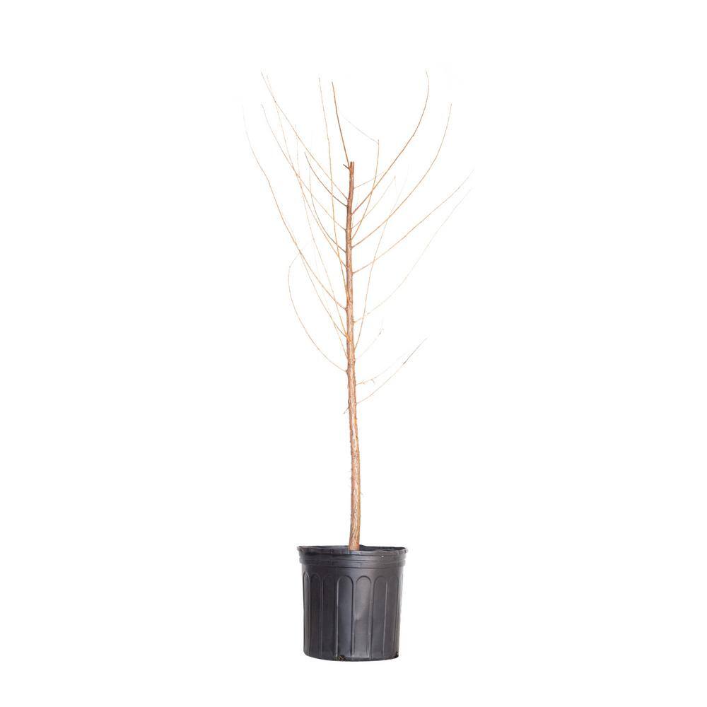 FLOWERWOOD 2.5 Gal. Bald Cypress Deciduous Tree 54853FL