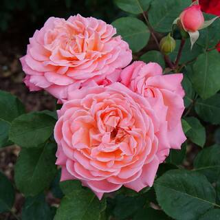 PROVEN WINNERS 1 gal. Reminiscent Coral Rose (Rosa) Live Plant Shrub Pink Flowers ROSPRC2206101