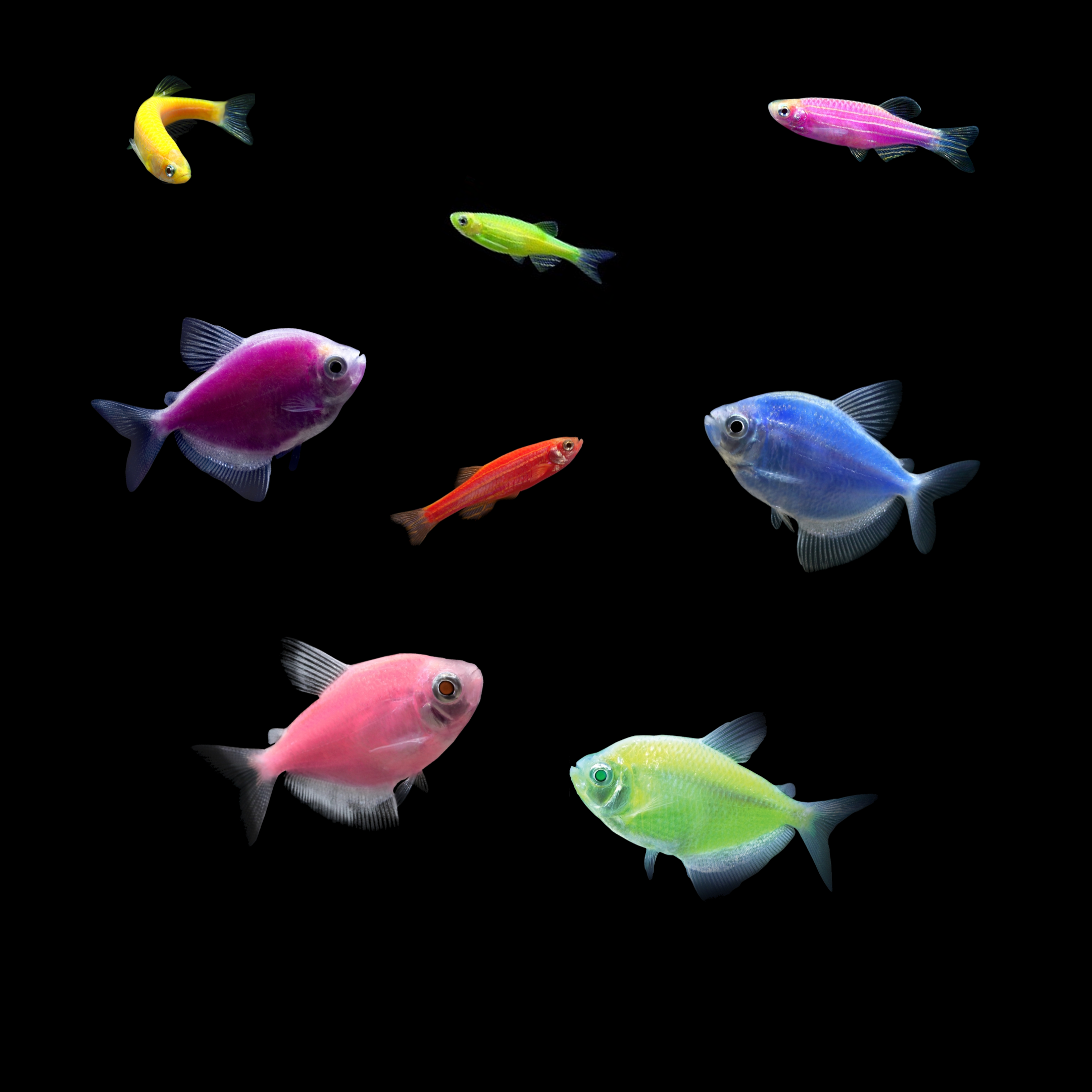 GloFish®10G Community Tetra-Danio 8ct Live Fish Assortment