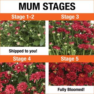 METROLINA GREENHOUSES 1 Gal. Red Mum Chrysanthemum Winchester Planter Perennial Plant (1-Pack) 4317