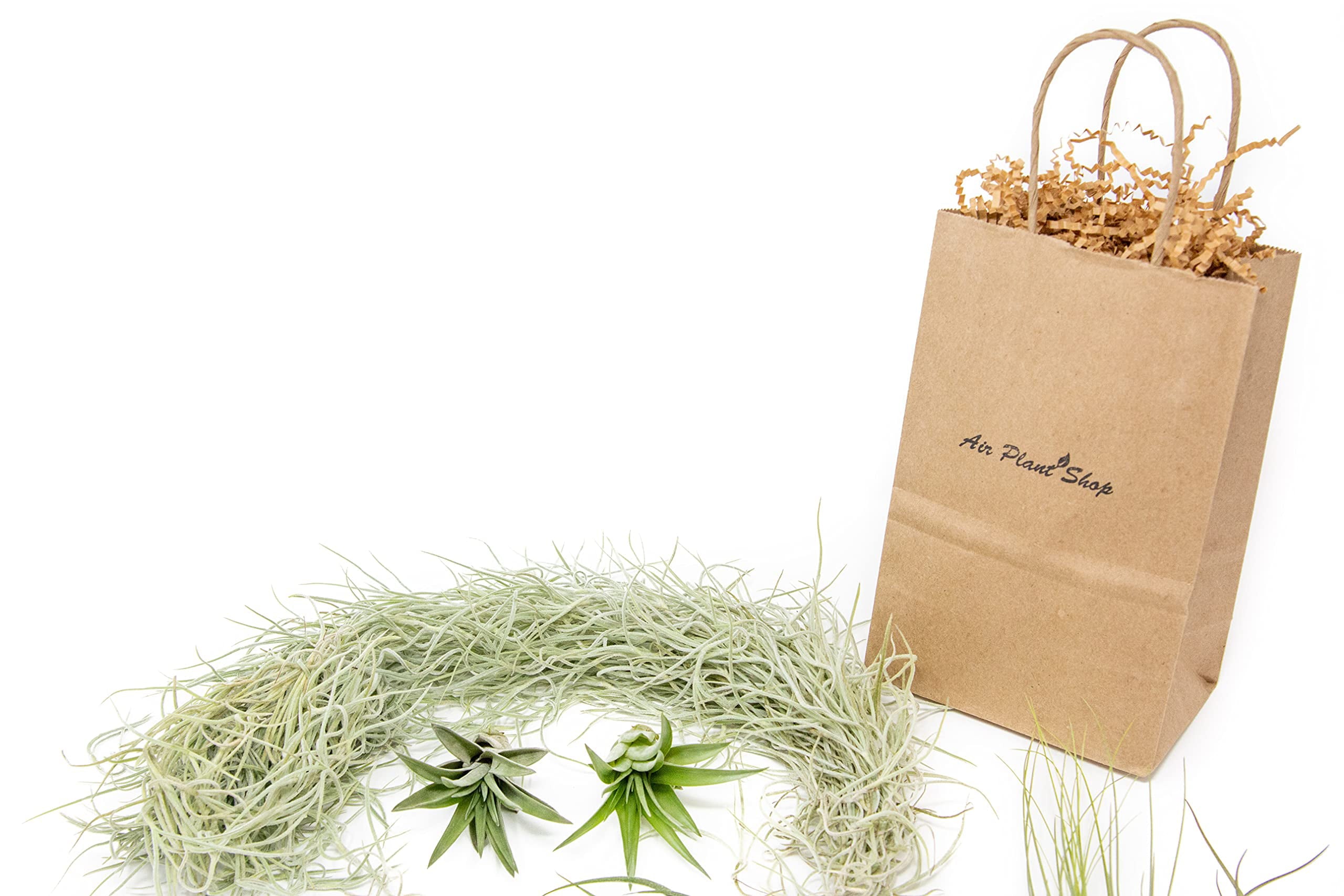 10 Pack Grab Bag Air Plants Gift Wrapped with Spanish Moss - Live Tillandsia - Easy Care House Plant - Succulents - 30 Day Guarantee