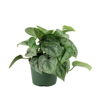 national PLANT NETWORK 6 in. Devil's Ivy Silver Satin Pothos Plant in Grower Pot HD7207