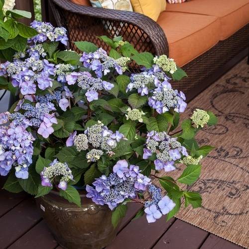 Twist-n-Shout Endless Summer Hydrangea (1 Gallon) Flowering Deciduous Shrub with Deep Pink or Periwinkle Blue Lace-Cap Blooms - Part Sun Live Outdoor Plant