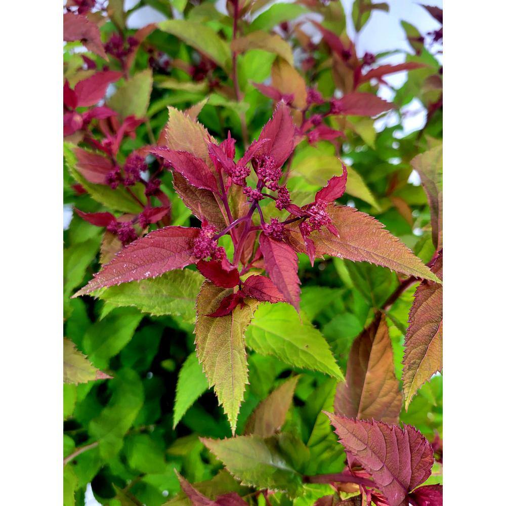 PROVEN WINNERS 2 Gal. Double Play Doozie Spirea Flowering Live Shrub with Deep Red Flowers PWSPA2DPY1PK