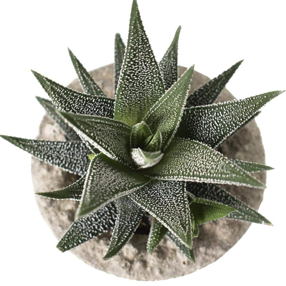 national PLANT NETWORK 4 in. Haworthia with Unique Blossoms in Decorative Stone Container (3-Pack) HD1633