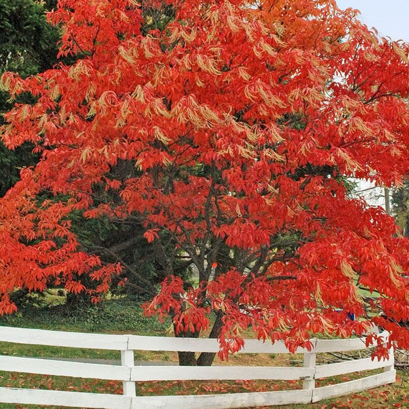 Sourwood Tree