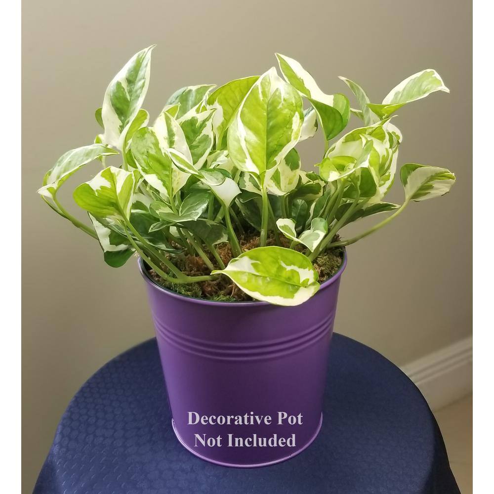 Pearl and Jade Pothos Plant in 6 in. Grower Pot PnJPoth006