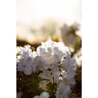 ENCORE AZALEA Azalea Encore Autumn Ivory 3 Gal. Shrub with Bright White Reblooming Flowers 10263