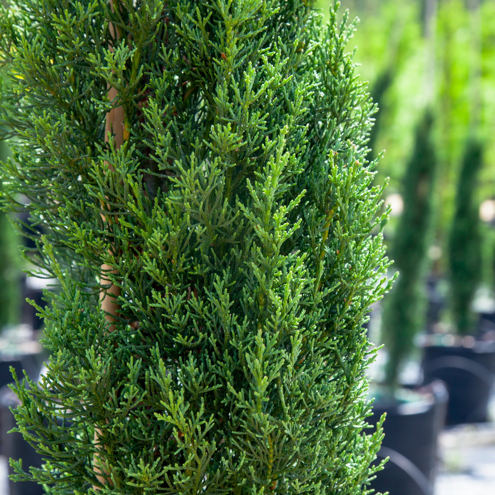 2-3ft Italian Cypress - Evergreen - Drought Tolerant