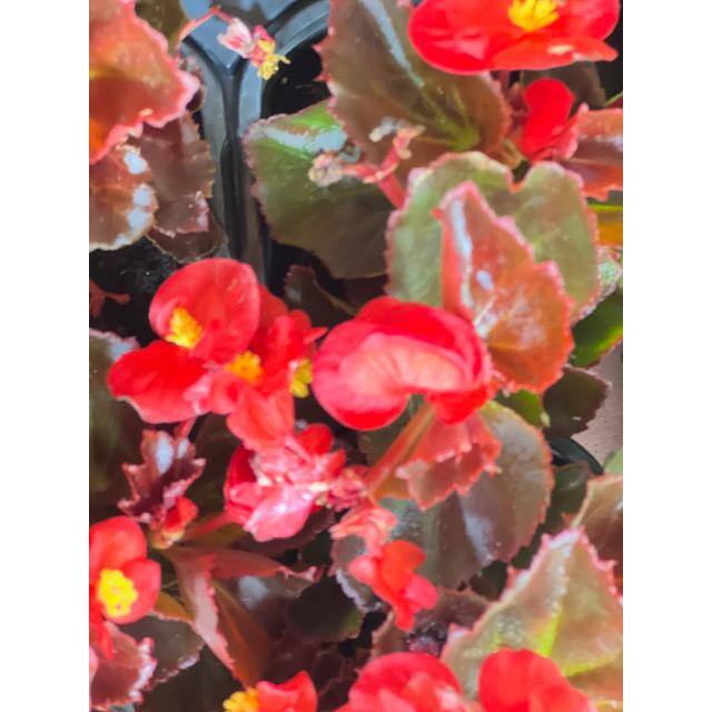 Pure Beauty Farms 1.38 Pt. Begonia Bronze Leaf Scarlet Flower in 4.5 in. Grower's Pot (4-Plants) DC45BEGBRS4