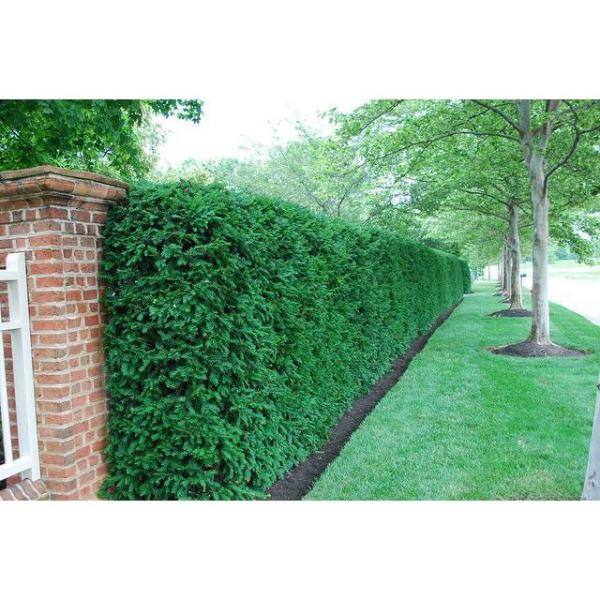 Online Orchards 1 Gal. Dark Green Dense Lush Evergreen Perfect Hedge or Accent Spreading Yew Shrub EGYW001