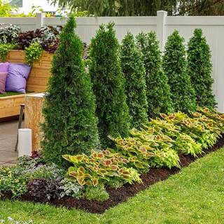 BELL NURSERY 7 Gal. Smaragd Emerald Green Arborvitae (1-Pack) THUJA7SGD1PK