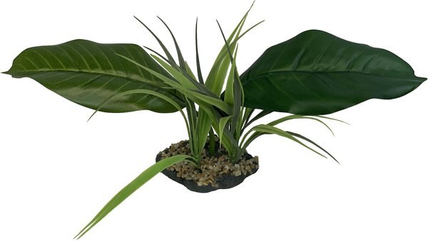 Komodo Woodland Canopy Terrarium Plant