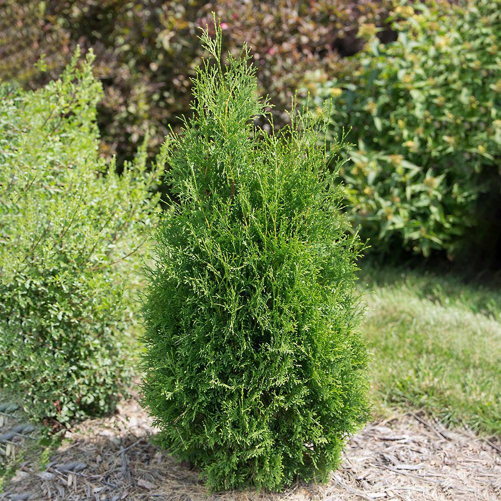 First Editions 3 Gal. Tall Guy Thuja Evergreen Shrub ARBTAL03G