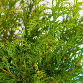 FLOWERWOOD 3 Gal. Gold Mop False Cypress with Golden Yellow Weeping Foliage 09233