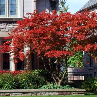 5 gal. Emperor I Japanese Red Maple Deciduous Tree MAPJEM05G