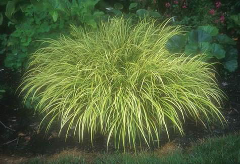 Classy Groundcovers - Acorus gramineus 'Ogon' Acorus gramineus 'Wogon' {25 Pots - 3 1/2 inch Square}