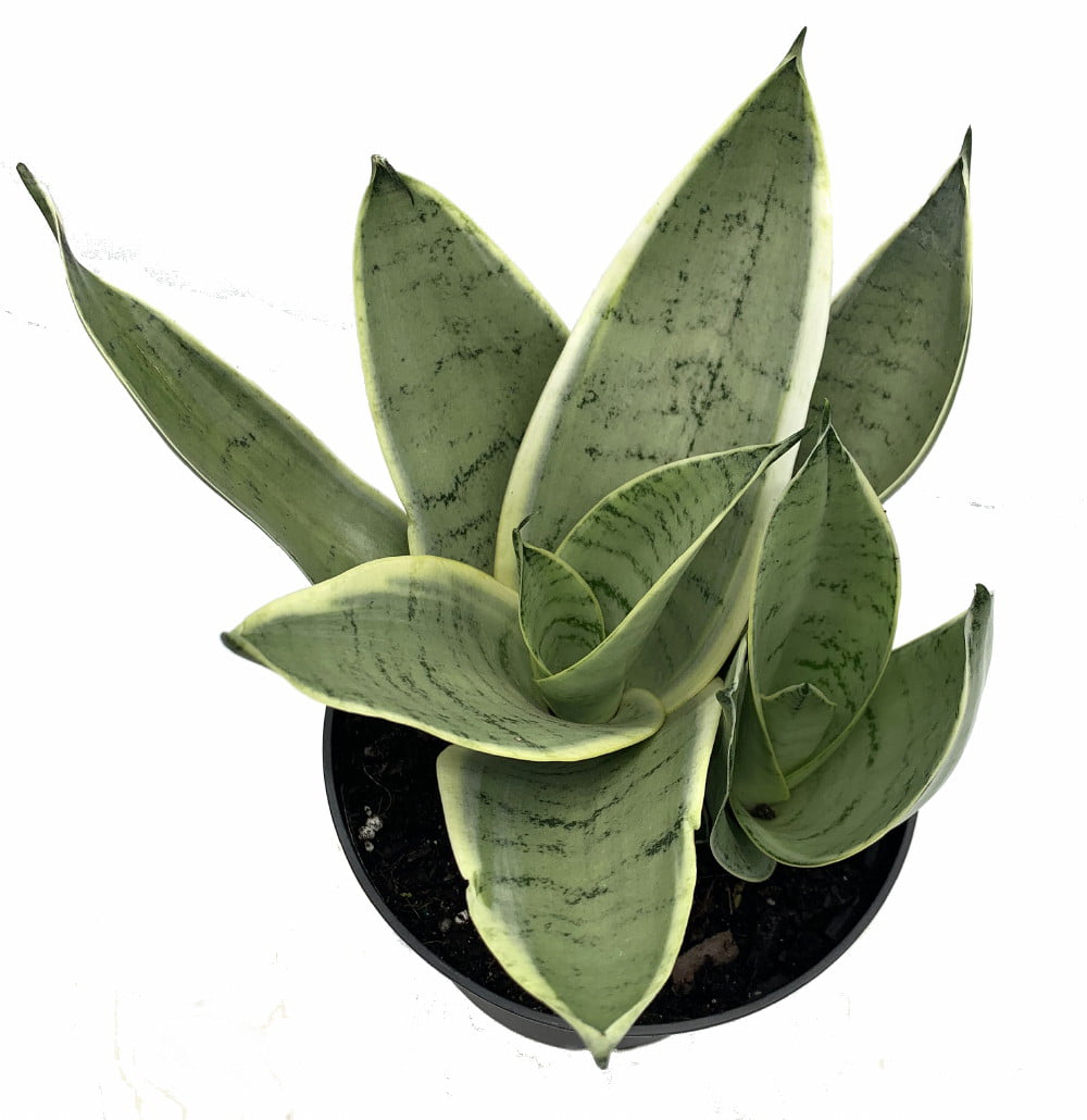 Rare Night Owl Snake Plant - Sanseveria - 6