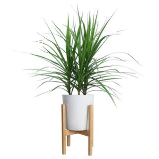 Costa Farms Marginata Indoor Plant in 10 in. White Cylinder Pot and Stand Avg. Shipping Height 2-3 ft. Tall CO.MA10.3.CYL