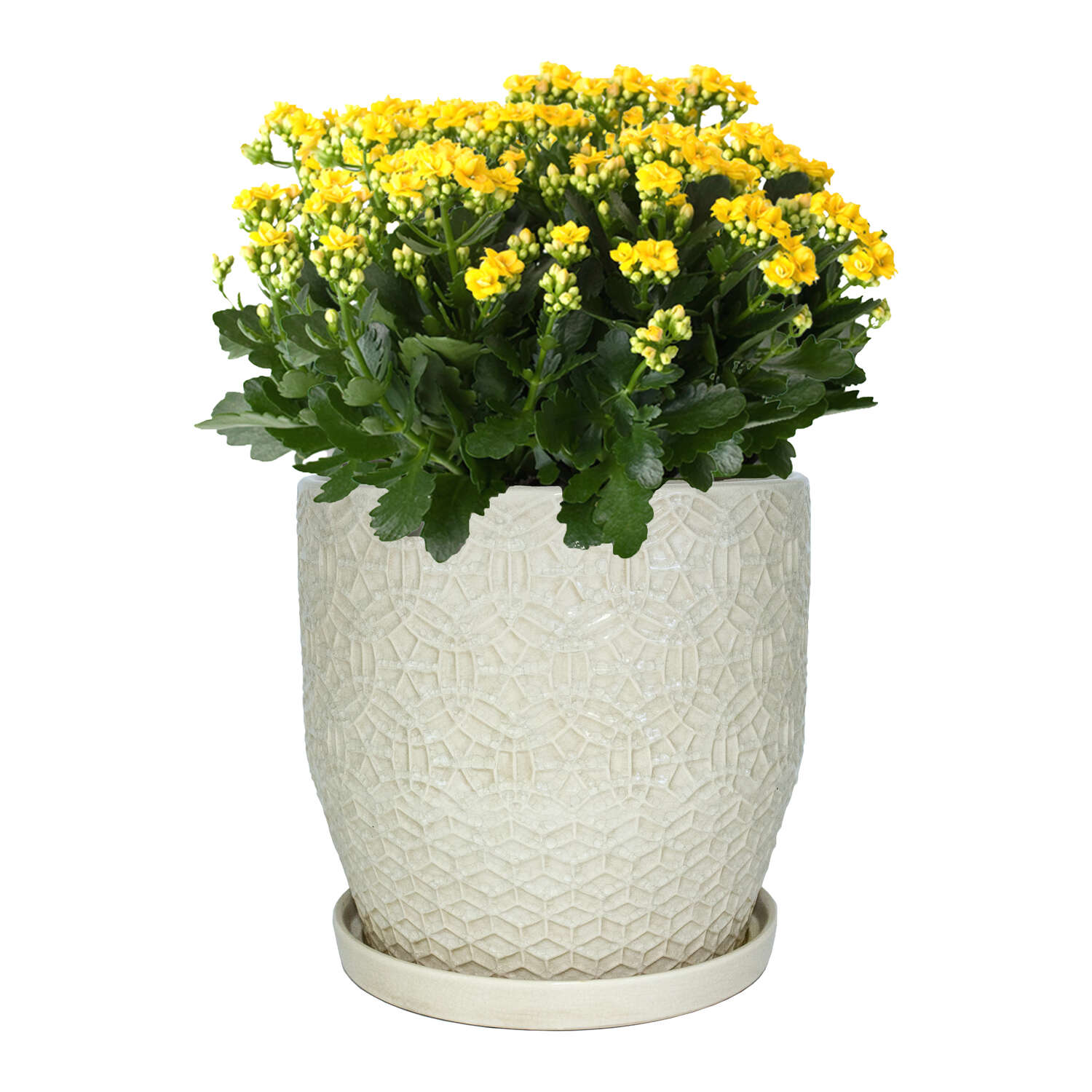 Trendspot Rivage 12 in. H X 12 in. W X 12 in. D X 12 in. D Ceramic Planter White